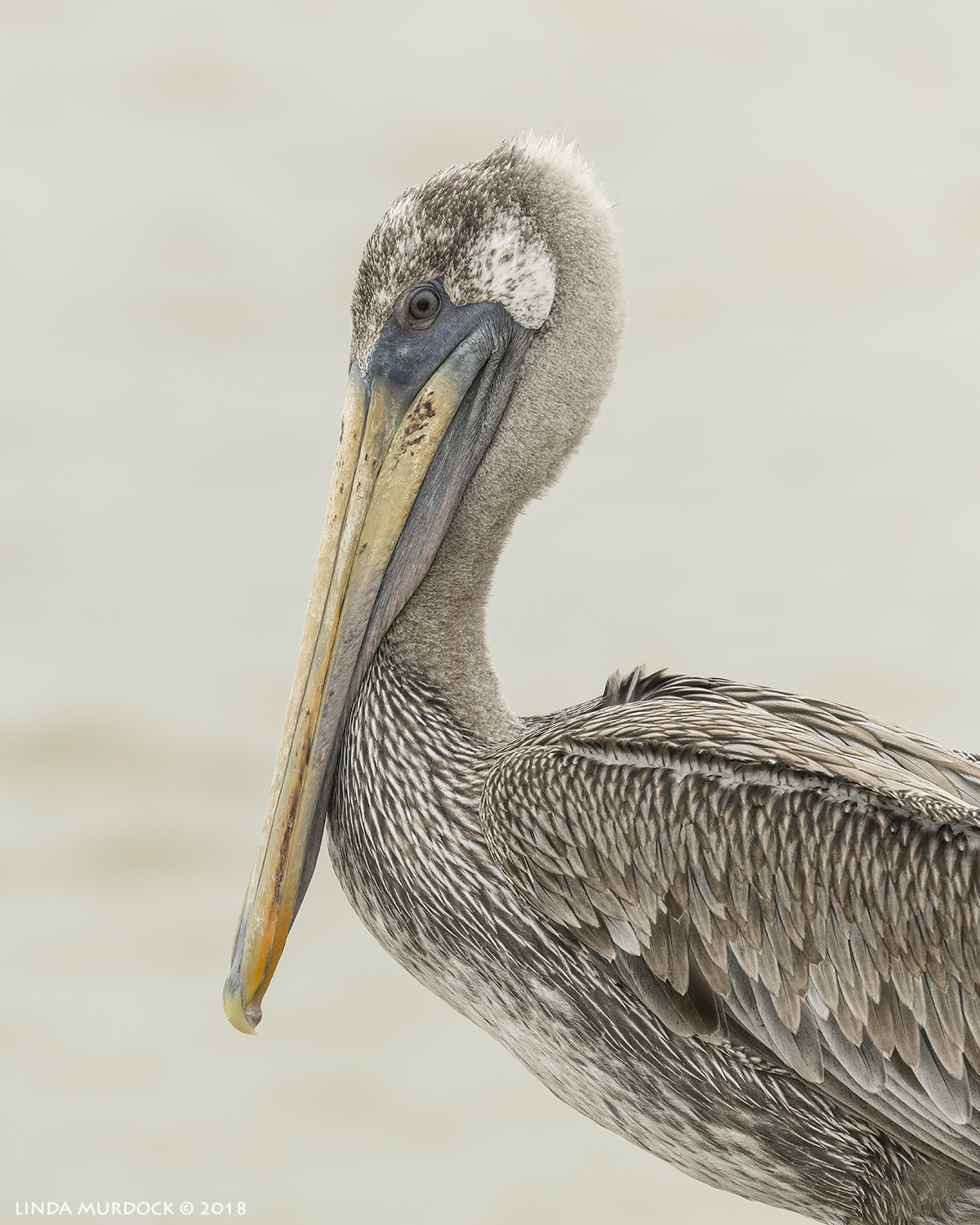 Young Brown Pelican portrait Nikon D850 with NIKKOR 300mm f/4E PF ED VR ~ 1/2500 sec f/7.1 ISO 1600; hand-held