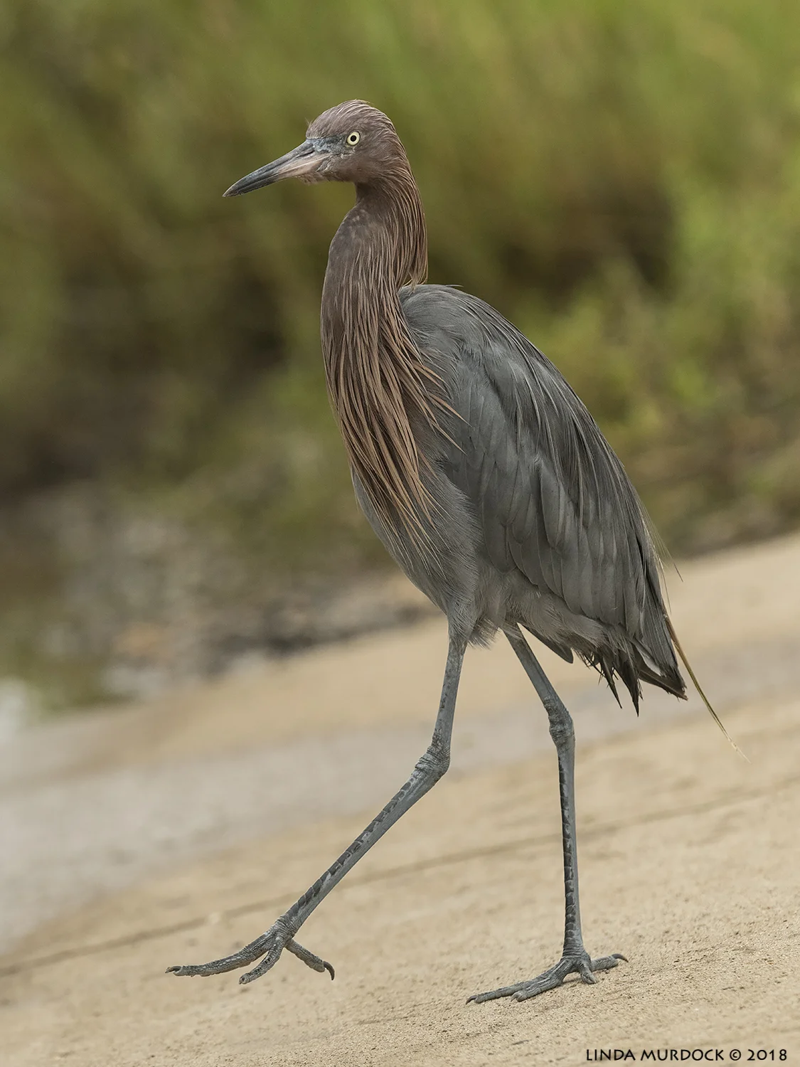 Reddish Egret strutting around… Nikon D850 with NIKKOR 500mm f/4E VR ~ 1/2000 sec f/7.1 ISO 1600; hand-held