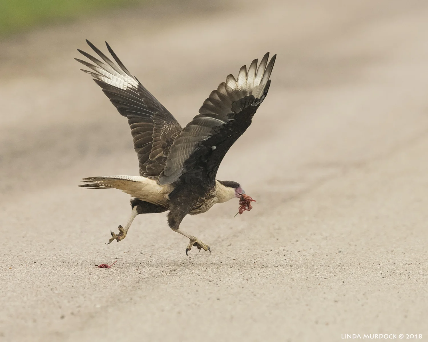 Young Caracara thinks we want part of his dinner! Nikon D850 with NIKKOR 500mm f/4E VR ~ 1/2000 sec f/7.1 ISO 1600; hand-held