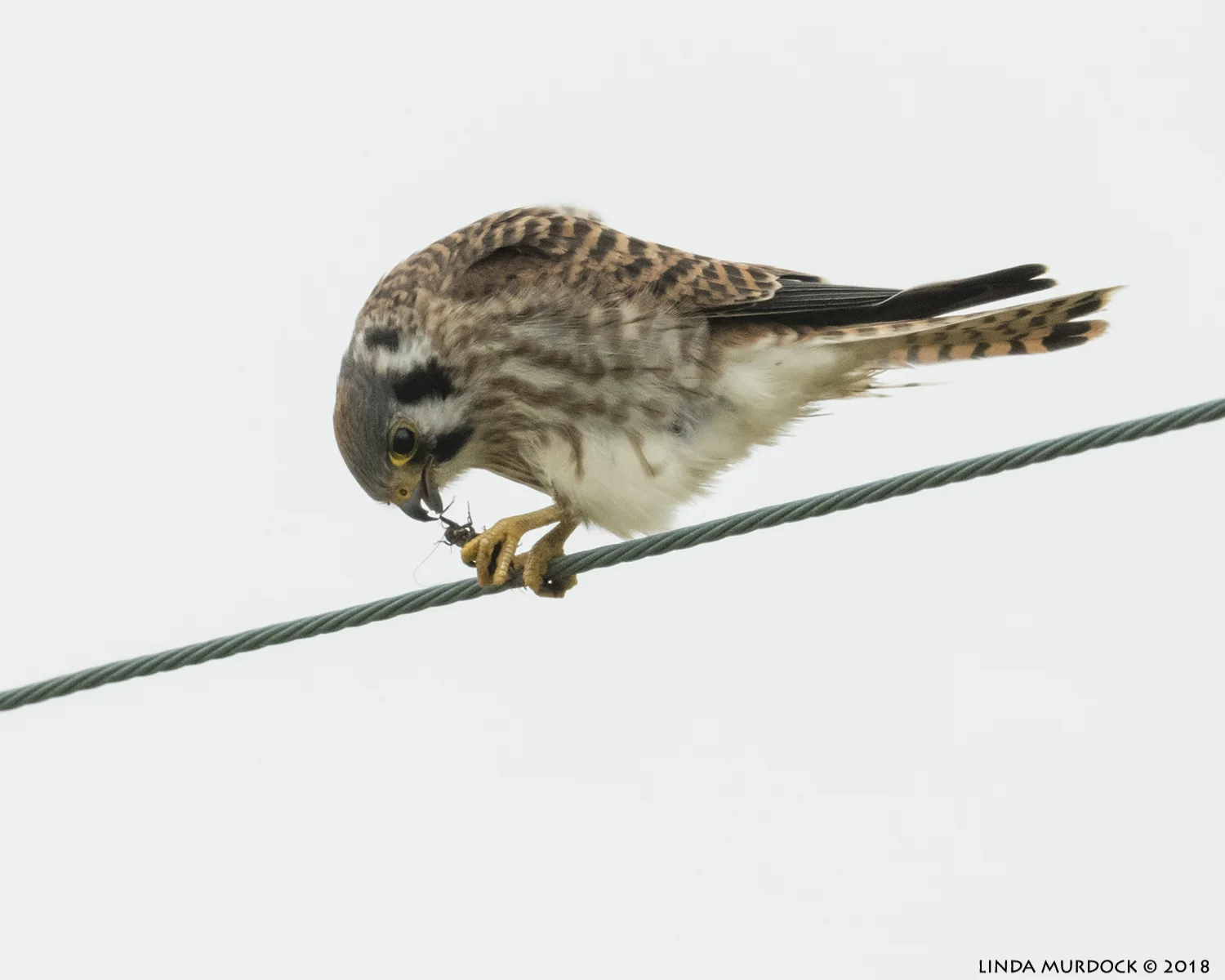 Kestrel with cricket Nikon D850 with NIKKOR 500mm f/4E VR ~ 1/2000 sec f/6.3 ISO 2500; braced in truck