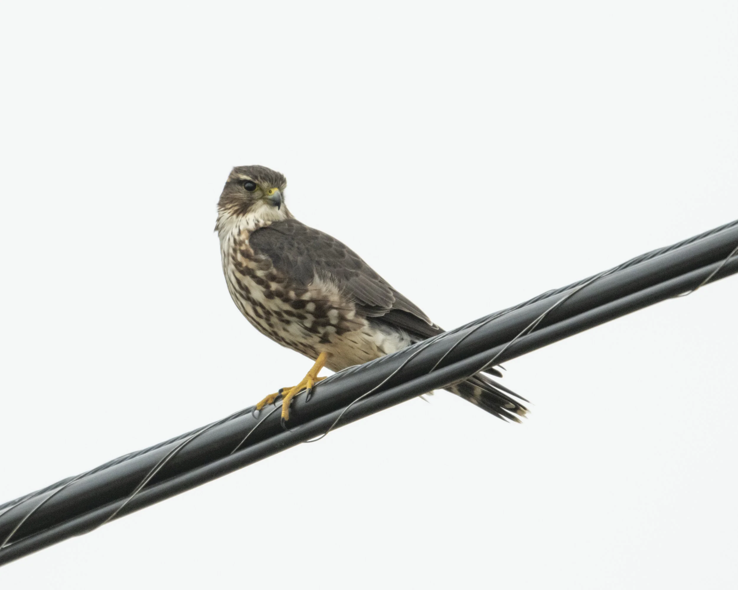Merlin looking at us Nikon D850 with NIKKOR 500mm f/4E VR ~ 1/1600 sec f/6.3 ISO 2000; braced in truck