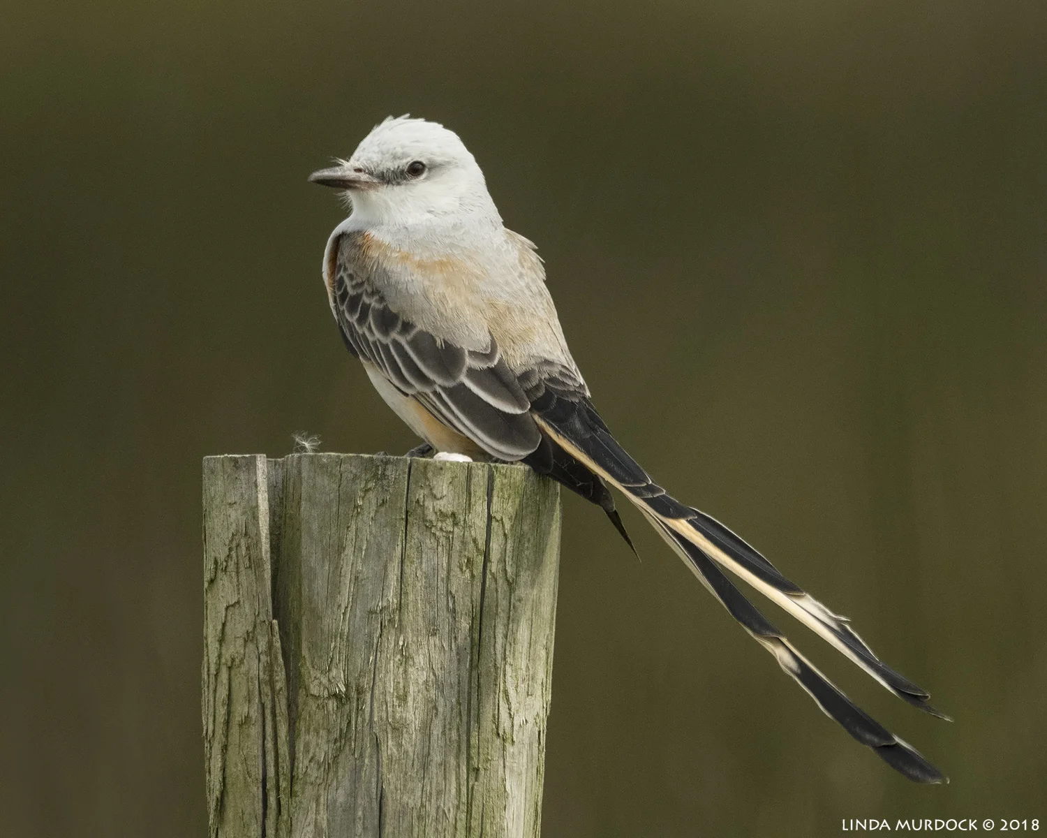 Scissor-tailed Flycatcher Nikon D850 with NIKKOR 500mm f/4E VR with 1.4x TC ~ 1/2000 sec f/9.0 ISO 1000; braced on truck