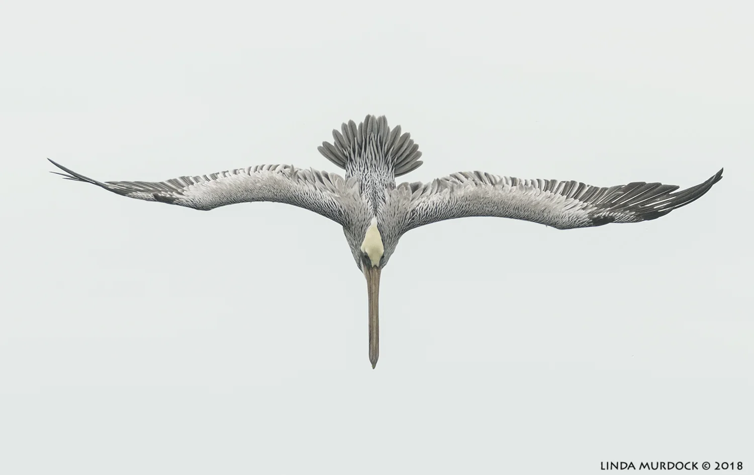Dive… dive… dive…. Nikon D850 with NIKKOR 300mm f/4E PF ED VR with 1.4x TC~ 1/2000 sec f/7.1 ISO 1000; hand-held