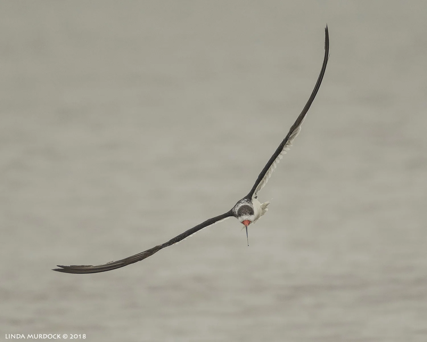 Banking for a turn Nikon D850 with NIKKOR 300mm f/4E PF ED VR with 1.4x TC~ 1/3200 sec f/5.6 ISO 1000; hand-held