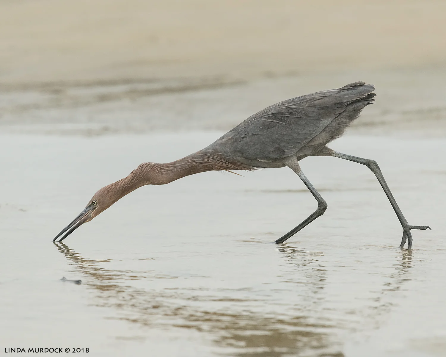 Super stretch Nikon D850 with NIKKOR 300mm f/4E PF ED VR ~ 1/2000 sec f/6.3 ISO 2000; hand-held