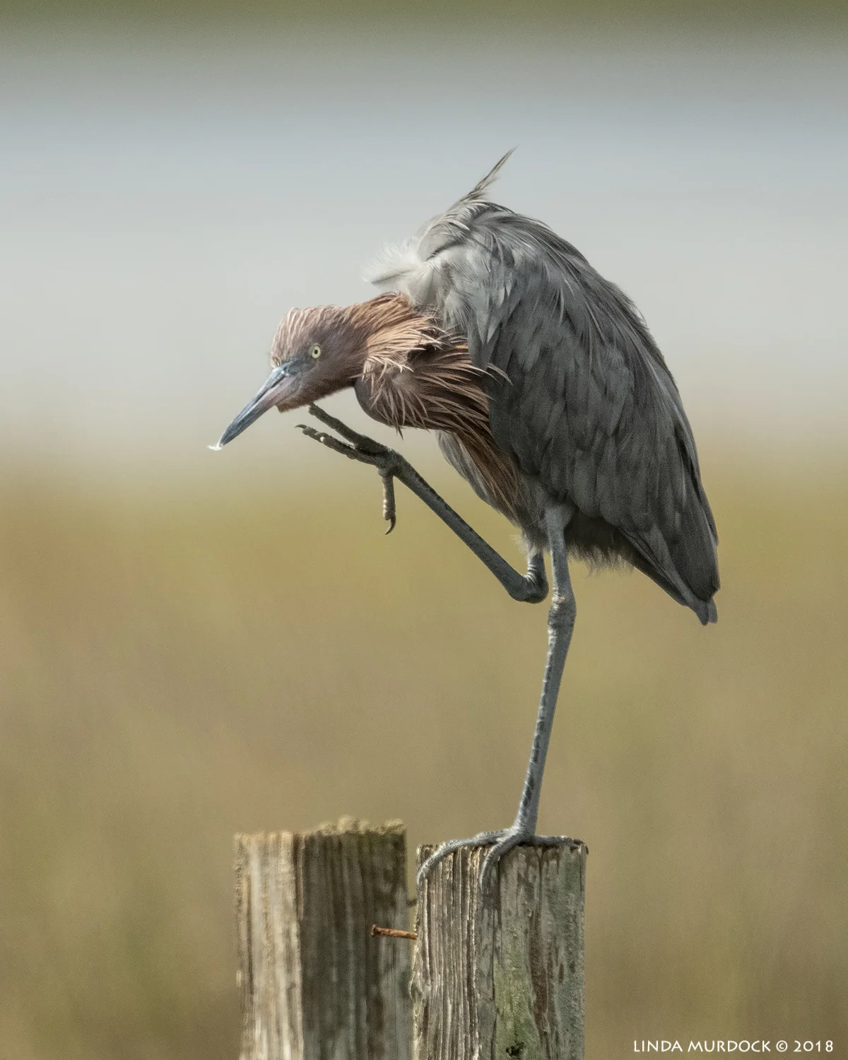 Reddish Egret with nice bokeh - because the background is so far away Nikon D850 with NIKKOR 500mm f/4E VR with Nikon 1.4x TC ~ 1/2500 sec f/5.6 ISO 1000; braced in truck window