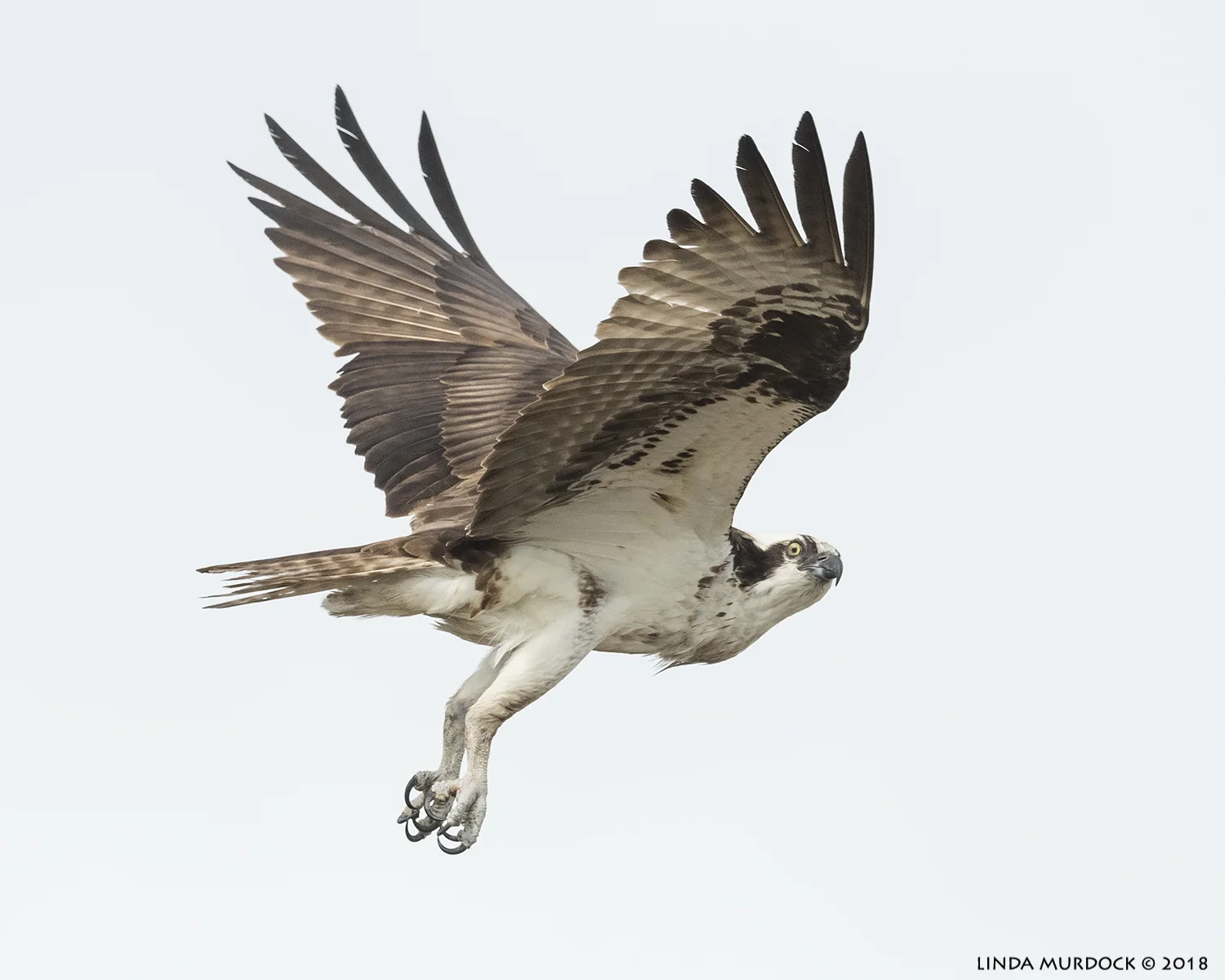 Osprey giving me the stink-eye Nikon D850 with NIKKOR 500mm f/4E VR with Nikon 1.4x TC ~ 1/2500 sec f/6.3 ISO 1000; hand-held