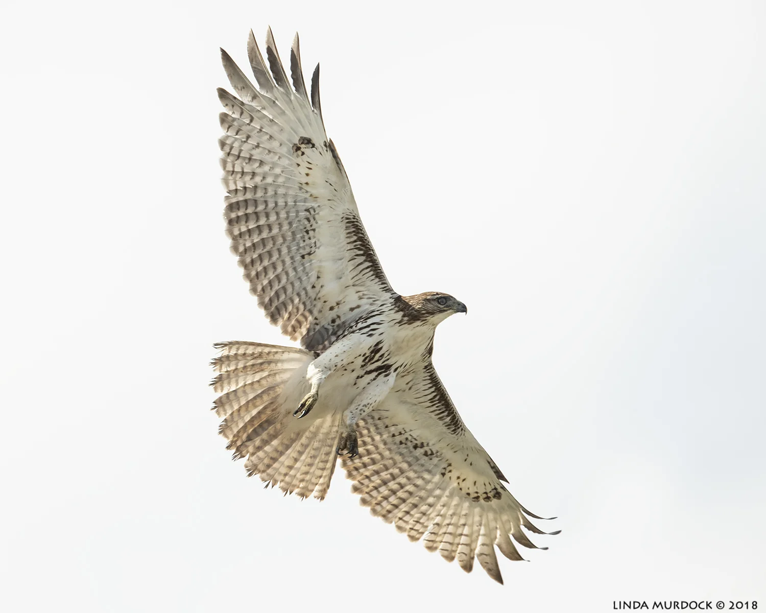 And he soars… Nikon D850 with NIKKOR 500mm f/4E VR with Nikon 1.4x TC ~ 1/2500 sec f/5.6 ISO 800; braced in truck window