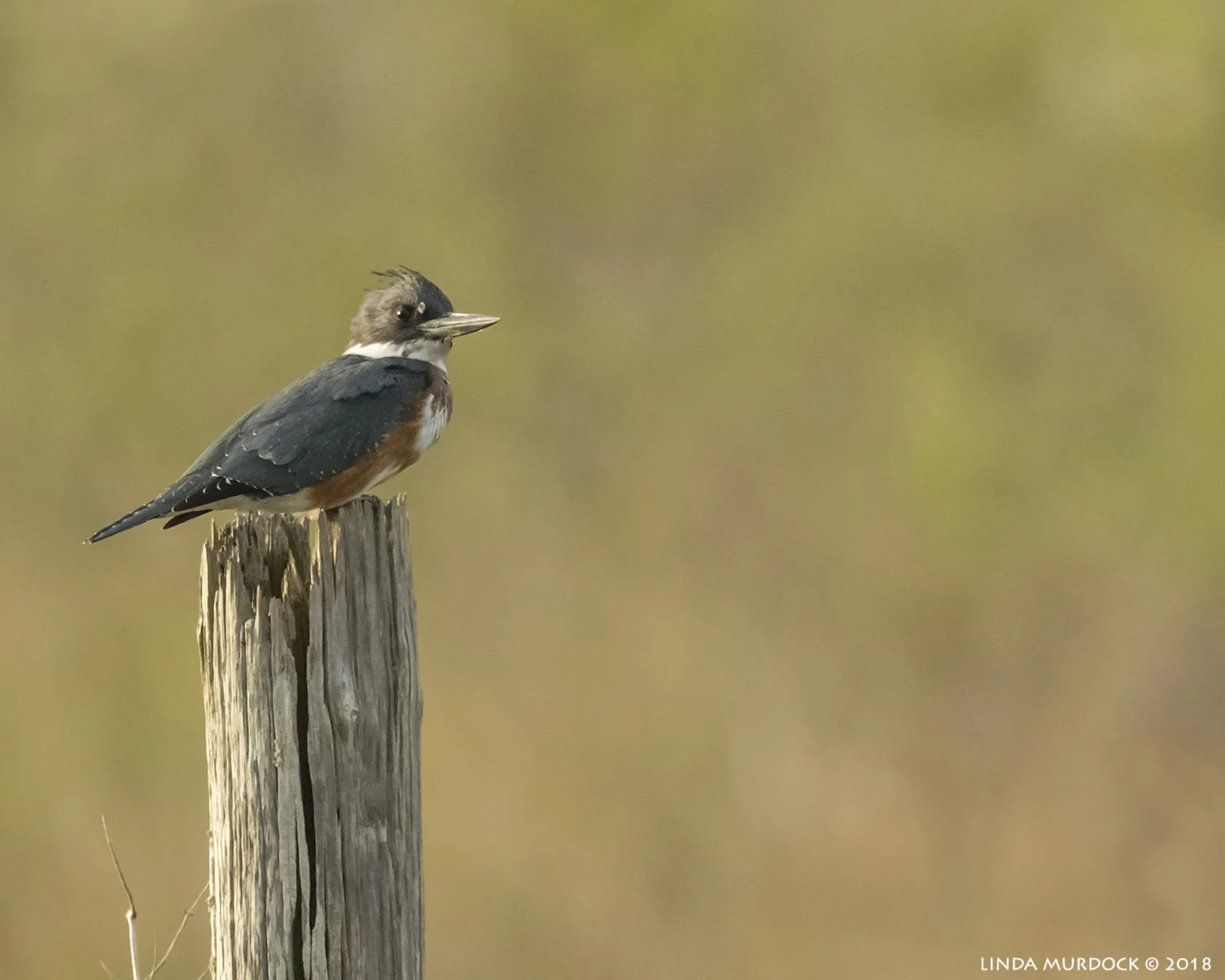 Female Belted Kingfisher resting on post lit by the late afternoon sun Nikon D850 with NIKKOR 500mm f/4E VR with Nikon 1.4x TC ~ 1/2500 sec f/6.3 ISO 1600; braced in truck window