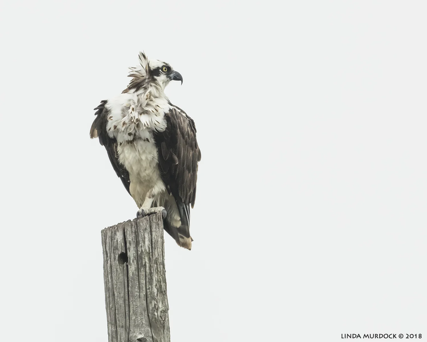 2:38:02 pm - all times recorded by camera and part of EXIF data All shots: Nikon D850 with NIKKOR 500mm f/4E VR with Nikon 1.4x TC ~ 1/2500 sec f/6.3 ISO 1000; braced on truck