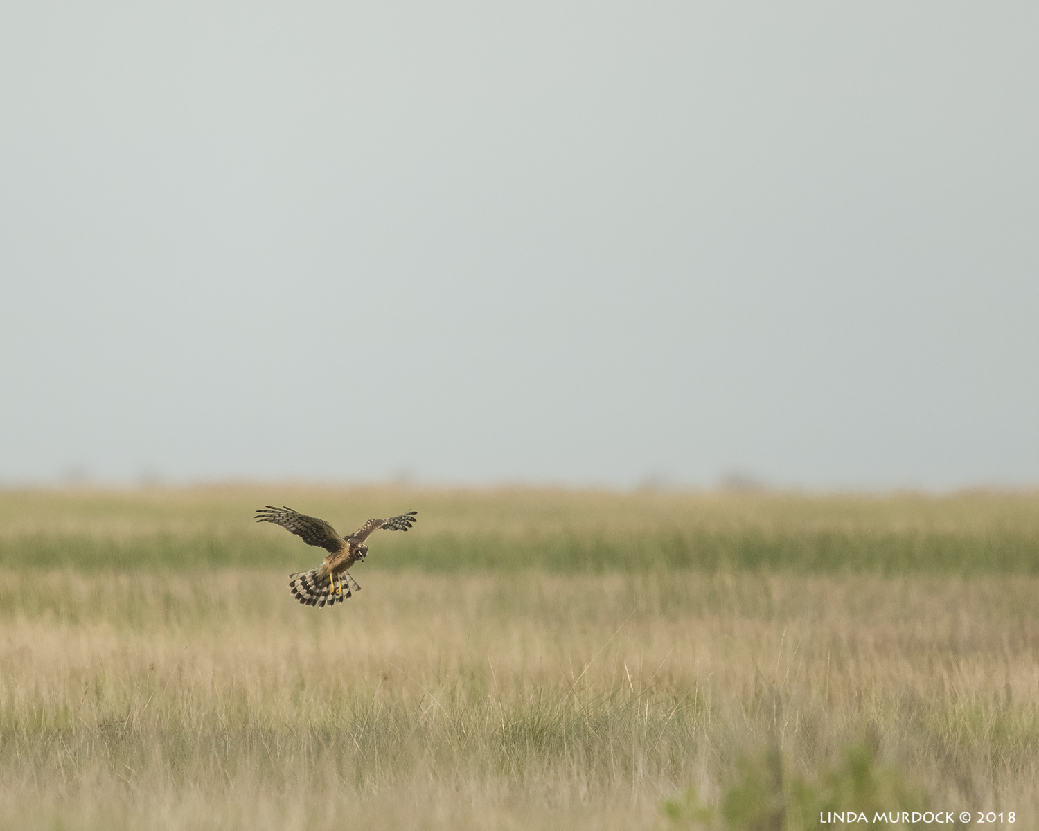 Female Northern Harrier hovering… Nikon D850 with NIKKOR 500mm f/4E VR with Nikon 1.4x TC ~ 1/2500 sec f/6.3 ISO 1000; hand-held
