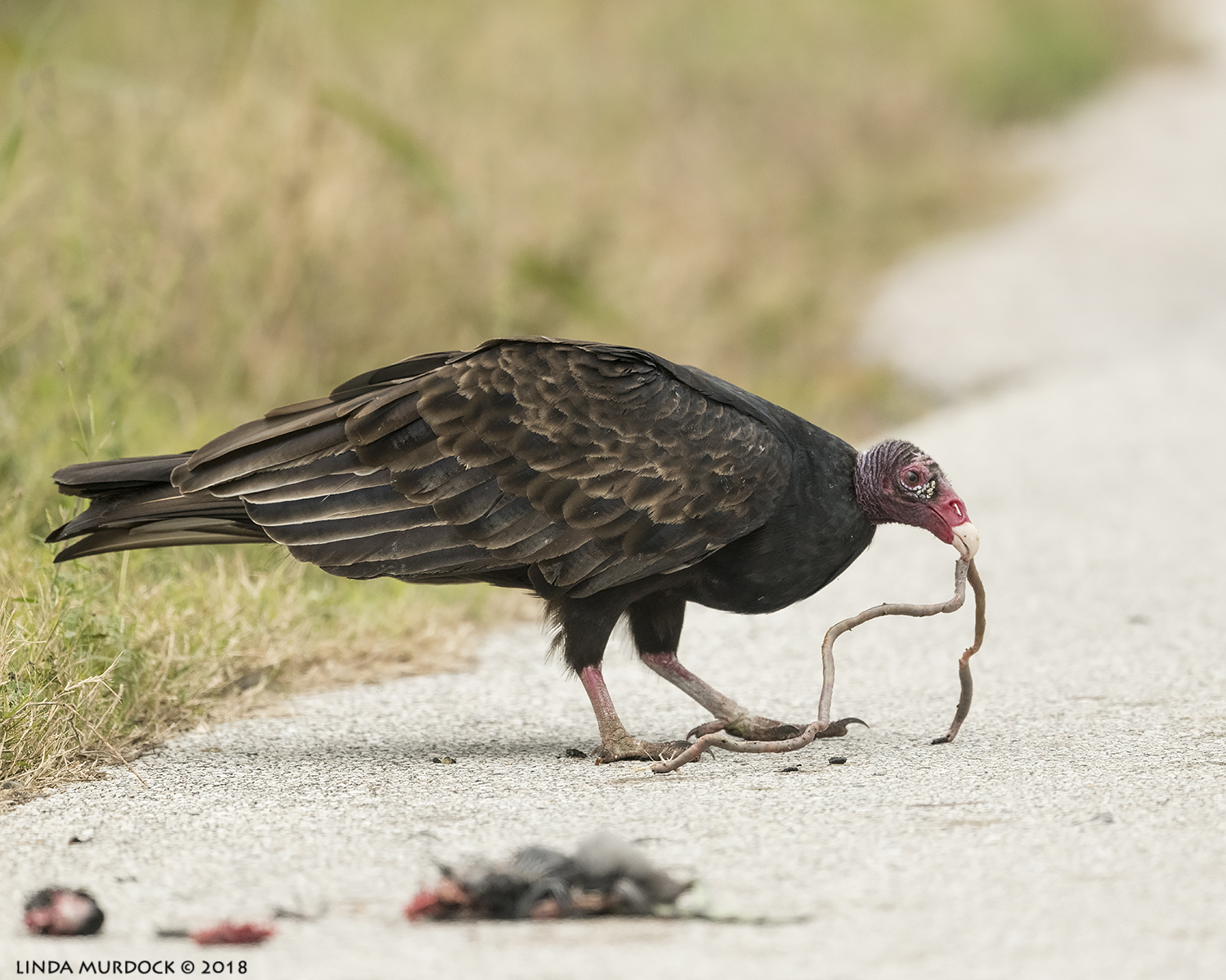 Well, he thinks it is tasty… Nikon D850 with NIKKOR 500mm f/4E VR with Nikon 1.4x TC ~ 1/2500 sec f/5.6 ISO 1600; hand-held