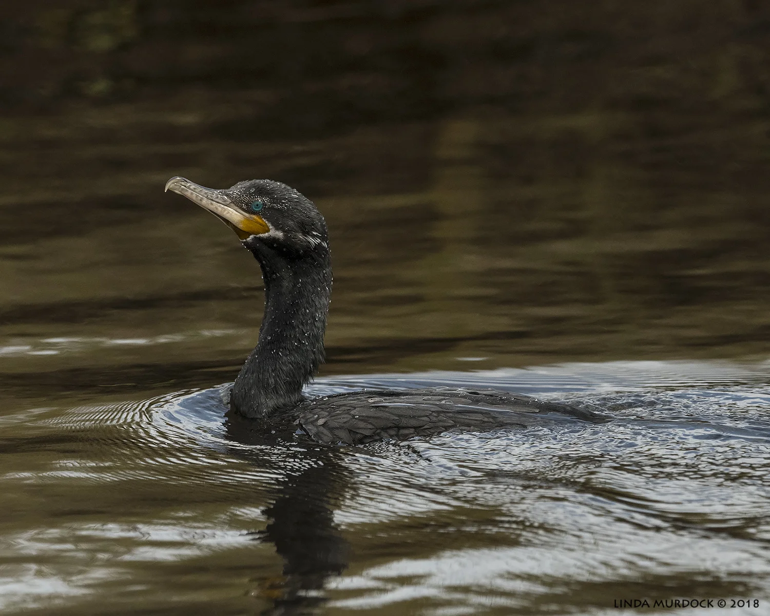 Just before a plunging dive.. Nikon D850 with NIKKOR 500mm f/4E VR ~ 1/2500 sec f/6.3 ISO 800; hand-held