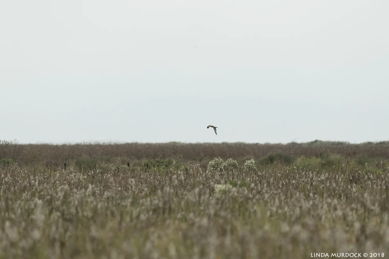 The challenge of the harriers… Nikon D850 with NIKKOR 500mm f/4E VR ~ 1/2000 sec f/5.6 ISO 1600; hand-held