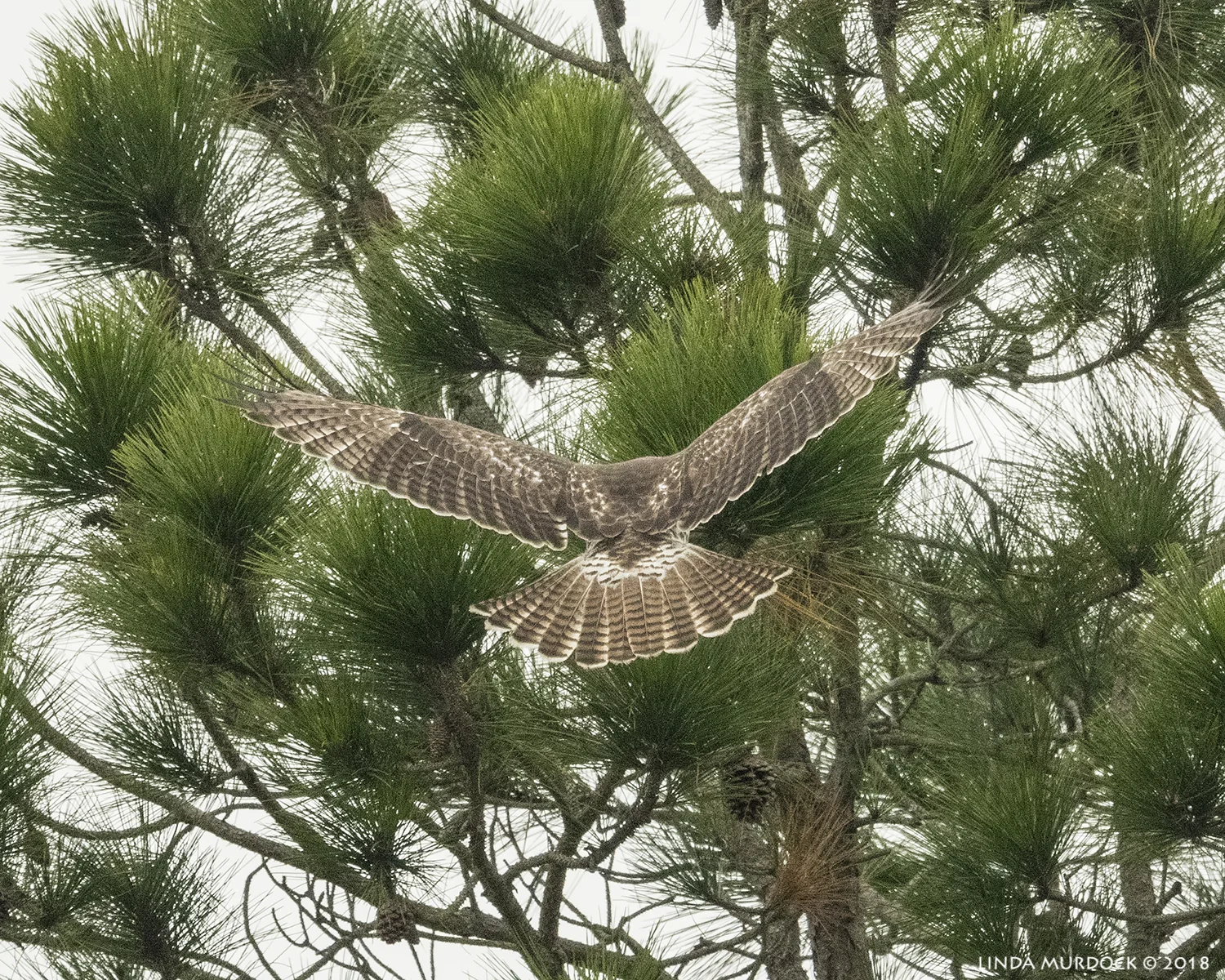 Juvenile Red-tailed Hawk heading for the pine tree Nikon D850 with NIKKOR 500mm f/4E VR with Nikon 1.4x TC ~ 1/2000 sec f/5.6 ISO 1600; hand-held