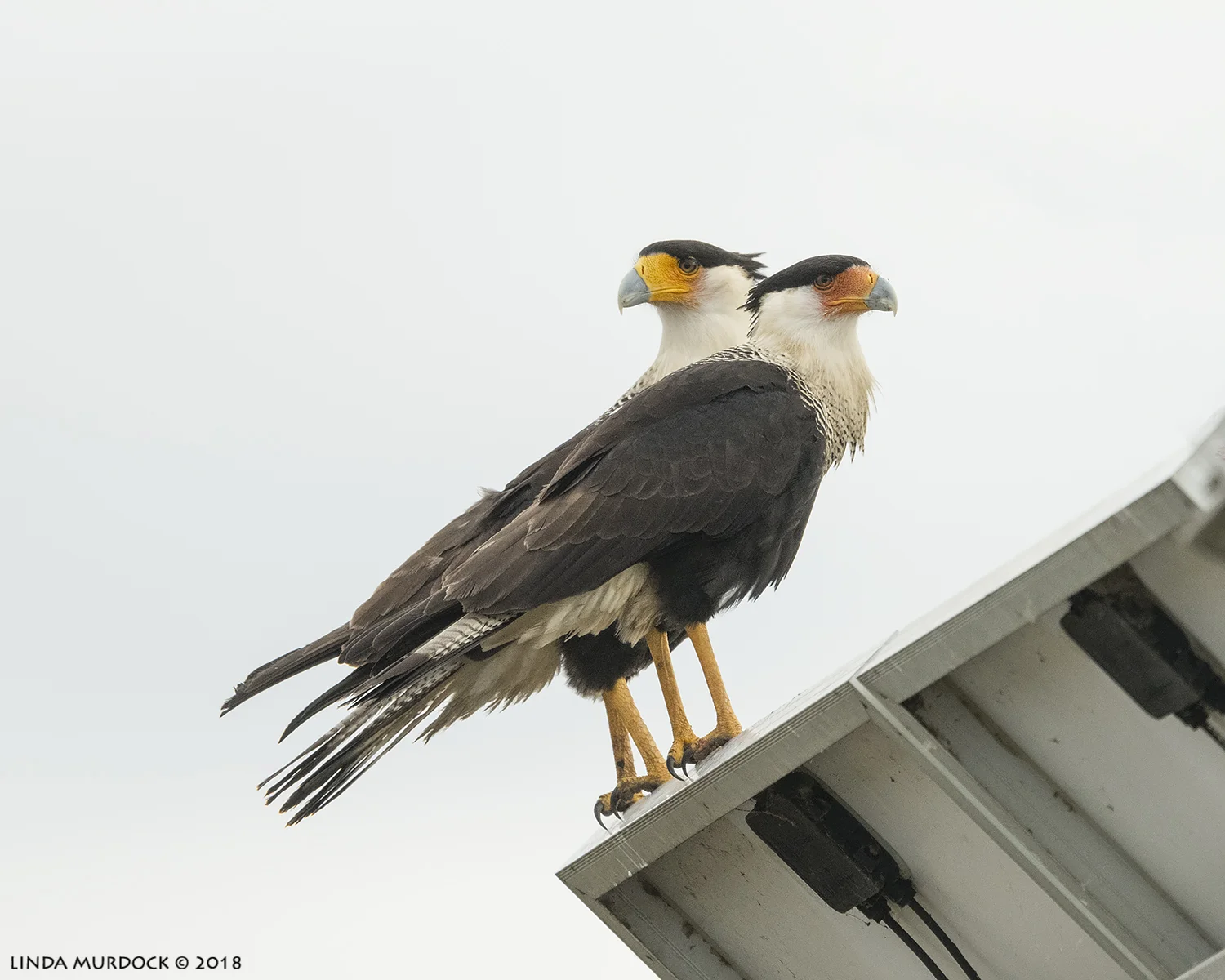 Nikon D850 with NIKKOR 500mm f/4E VR with Nikon 1.4x TC ~ 1/2500 sec f/5.6 ISO 1600; braced on truck