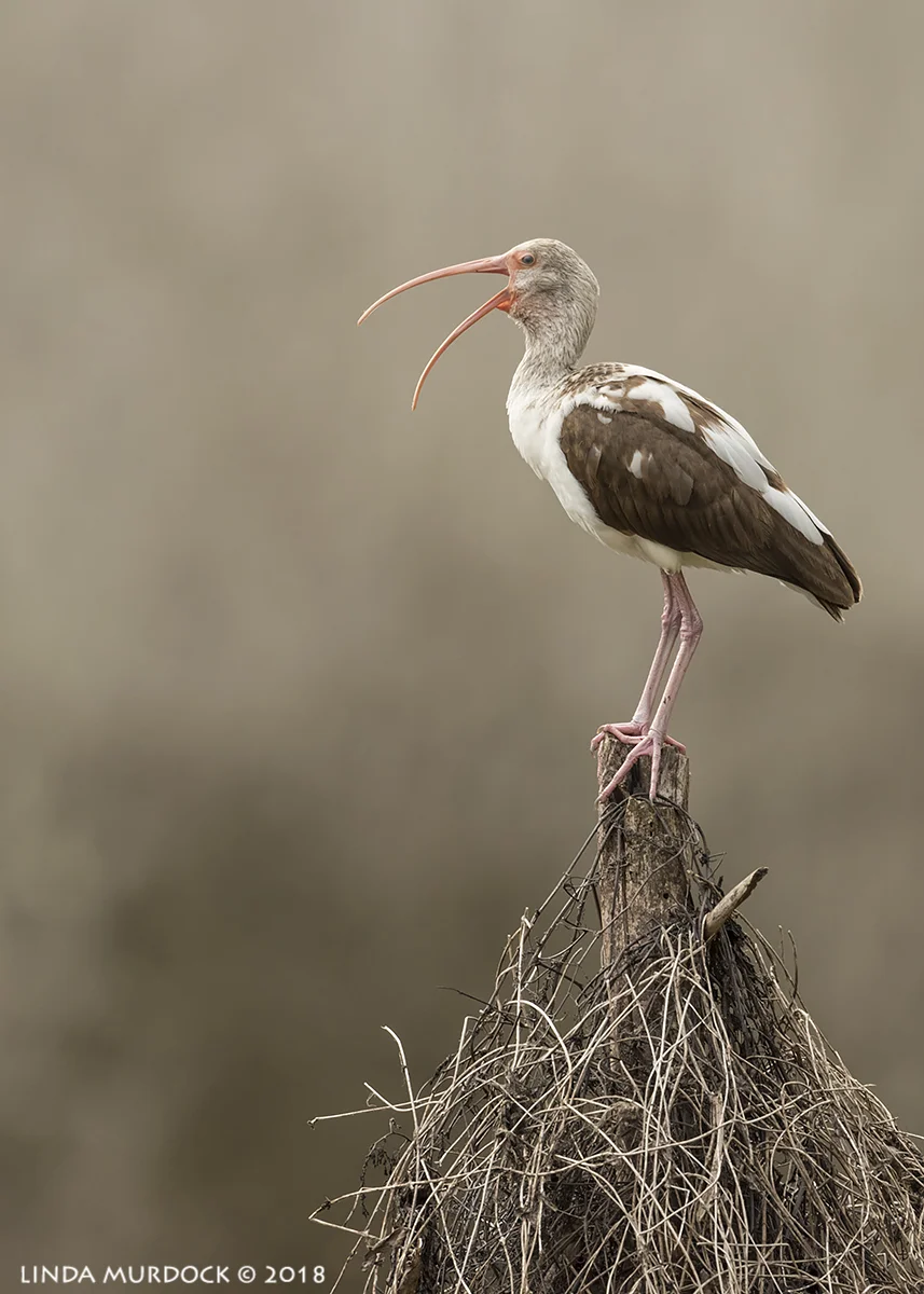 Juvenile White Ibis playing King of the Hill Nikon D810 with NIKKOR 500mm f/4E VR + Nikon 1.4x TC ~ 1/1600 sec f/6.3 ISO 1000; tripod