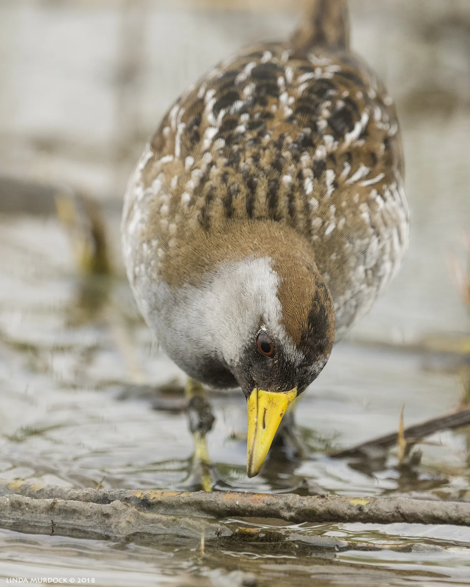 Sora up close Nikon D810 with NIKKOR 500mm f/4E VR + Nikon 1.4x TC ~ 1/2000 sec f/8.0 ISO 1000; tripod