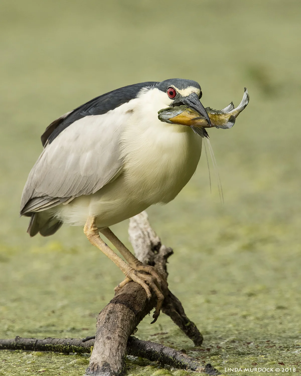 Black-crowned Night Heron with fish Nikon D810 with NIKKOR 500mm f/4E VR + Nikon 1.7x TC ~ 1/1250 sec f/8.0 ISO 1000; tripod