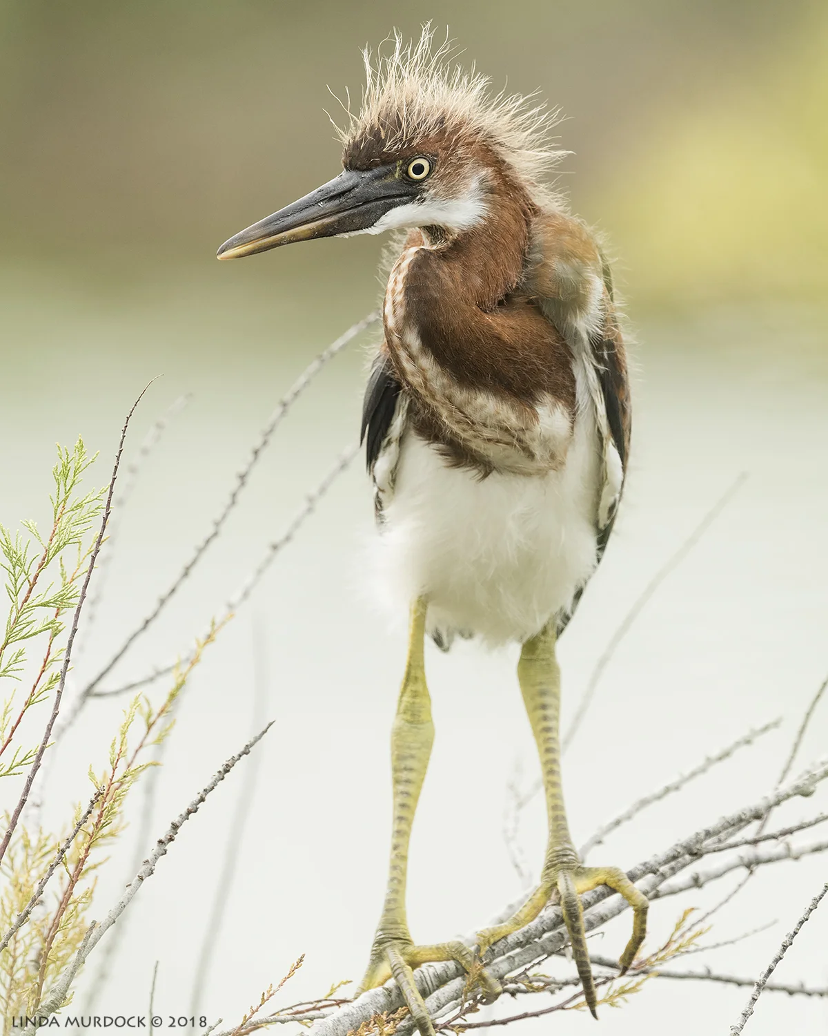 Fledgling Tricolored Heron Nikon D810 with NIKKOR 500mm f/4E VR + Nikon 1.4x TC ~ 1/1000 sec f/8.0 ISO 1600; tripod