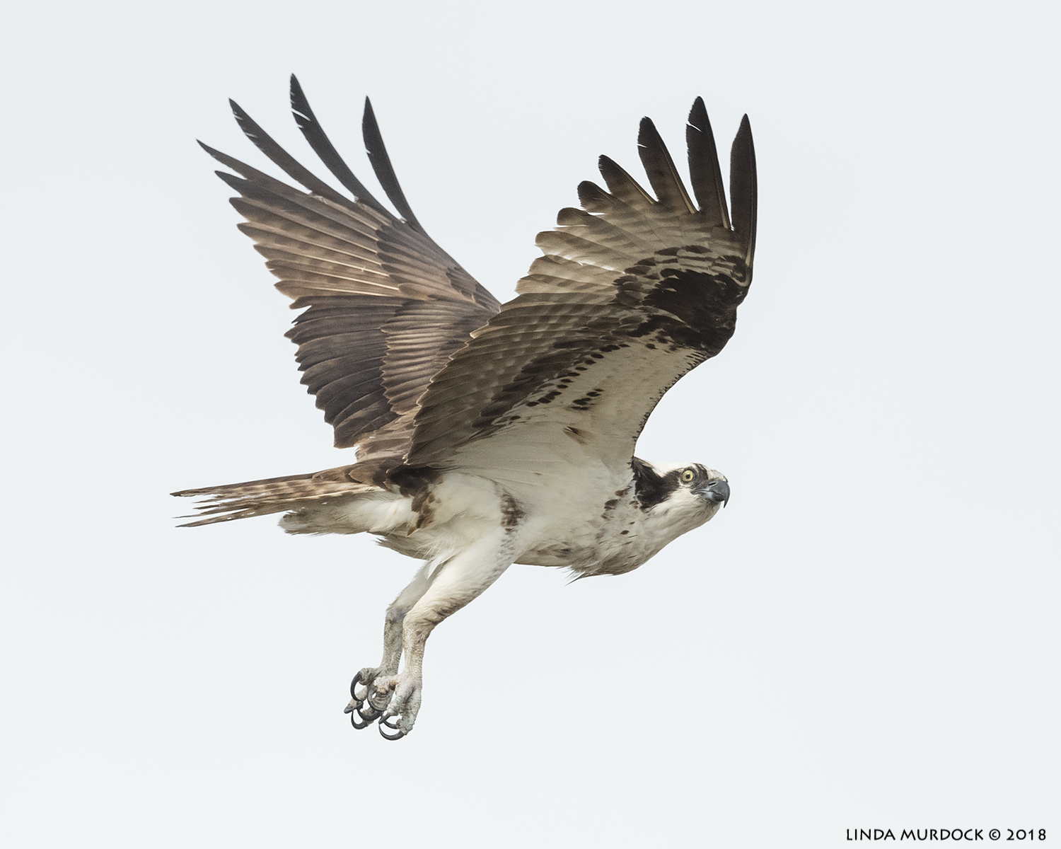 Old Stink-eye Osprey Nikon D850 with NIKKOR 500mm f/4E VR + Nikon 1.4x TC ~ 1/2500 sec f/6.3 ISO 1000; hand-held