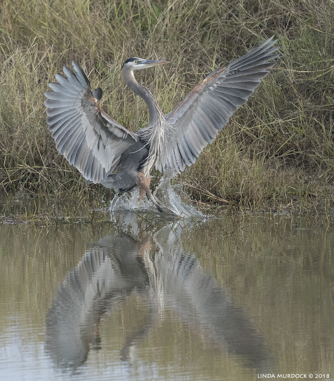 Second Great Blue splashes to a stop Nikon D850 with NIKKOR 300mm f/4E PF ED VR with 1.4x TC~ 1/2000 sec f/6.3 ISO 1250; hand-held