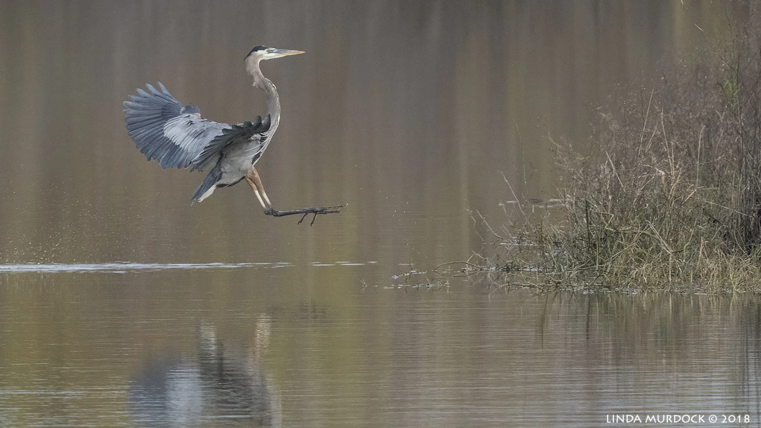 Nikon D850 with NIKKOR 300mm f/4E PF ED VR with 1.4x TC~ 1/2000 sec f/6.3 ISO 1000; hand-held
