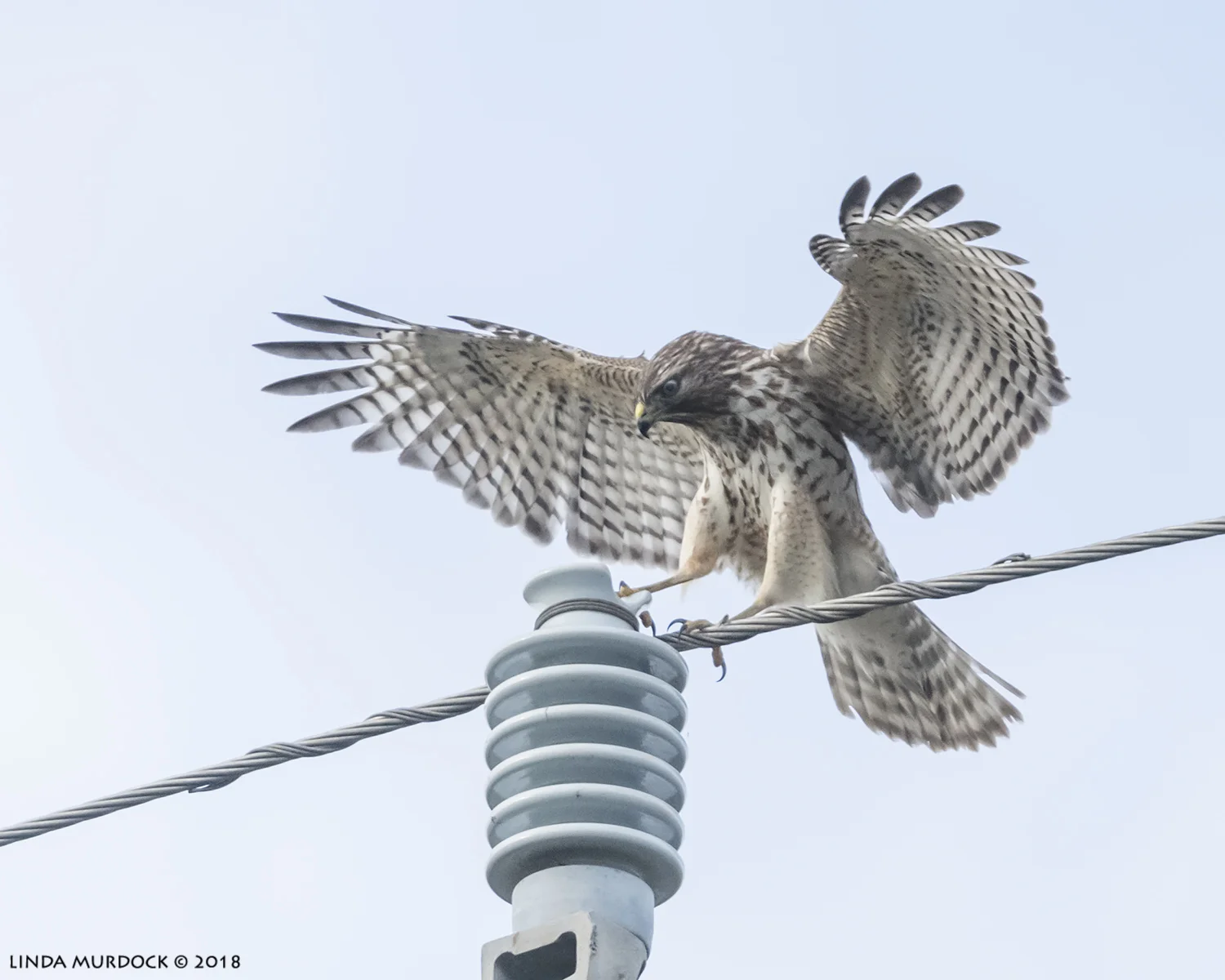 Young Red-shouldered Hawk Nikon D850 with NIKKOR 300mm f/4E PF ED VR with 1.4x TC~ 1/2000 sec f/6.3 ISO 1000; hand-held