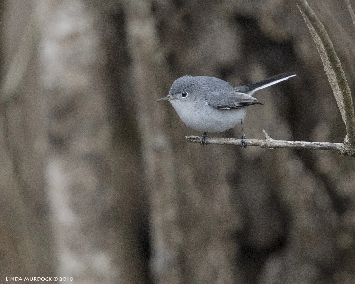 Tiny Blue-gray Gnatcatcher Nikon D850 with NIKKOR 300mm f/4E PF ED VR with 1.4x TC~ 1/2000 sec f/6.3 ISO 1000; hand-held