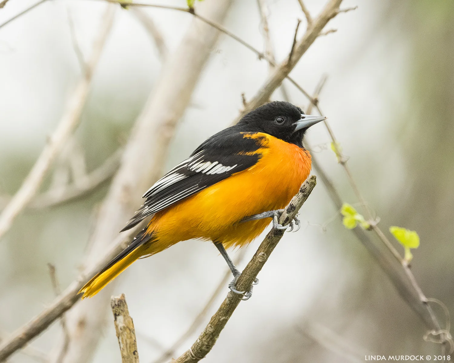 Baltimore Oriole on a messy background