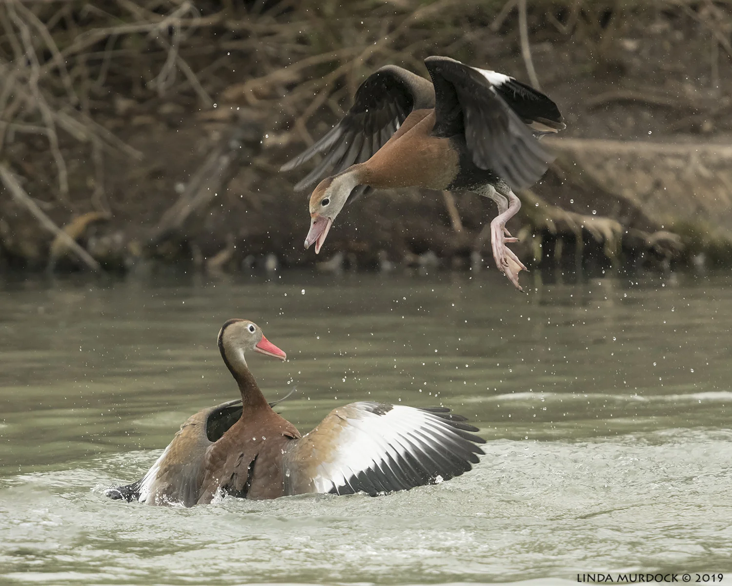 Black-bellied Whistling Ducks having a bit of a spat Nikon D850 with NIKKOR 300mm f/4E PF ED VR with 1.4x TC~ 1/2000 sec f/5.6 ISO 1600; hand-held