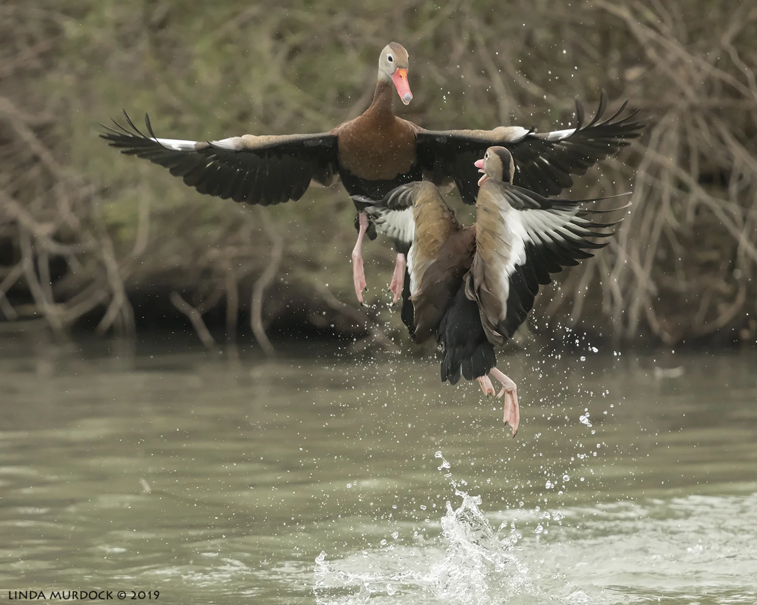Airborne antics… Nikon D850 with NIKKOR 300mm f/4E PF ED VR with 1.4x TC~ 1/2000 sec f/5.6 ISO 1600; hand-held