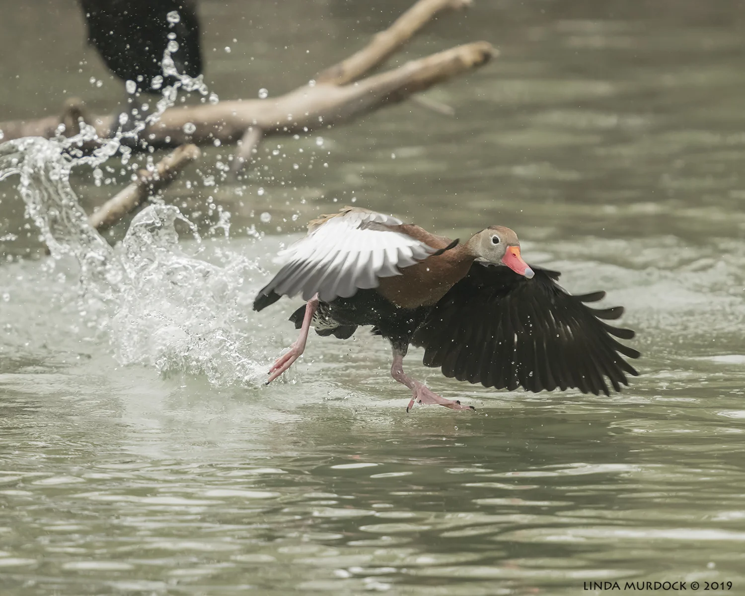 They can even run on water… Nikon D850 with NIKKOR 300mm f/4E PF ED VR with 1.4x TC~ 1/2000 sec f/5.6 ISO 1600; hand-held