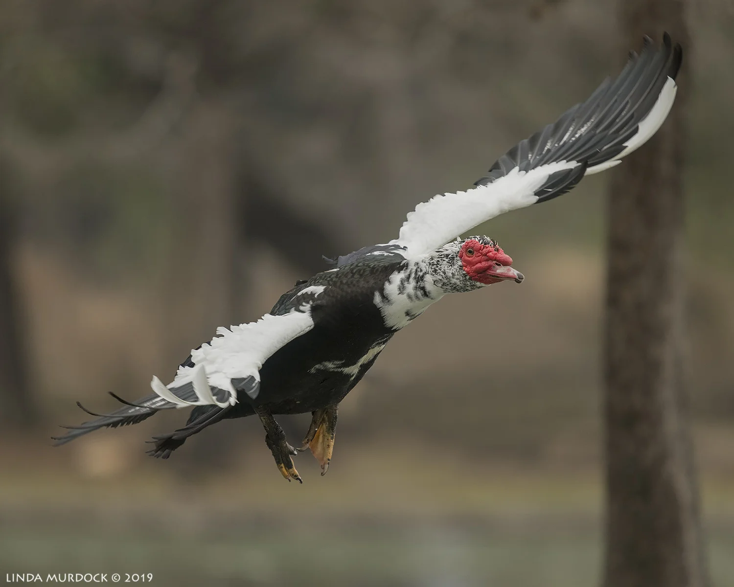 Muscovy Ducks can fly! Nikon D850 with NIKKOR 300mm f/4E PF ED VR with 1.4x TC~ 1/2000 sec f/5.6 ISO 1250; hand-held