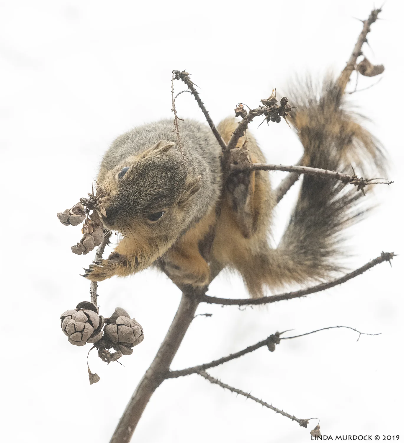 Fox Squirrel overhead… Nikon D850 with NIKKOR 300mm f/4E PF ED VR ~ 1/1250 sec f/6.3 ISO 2000; hand-held