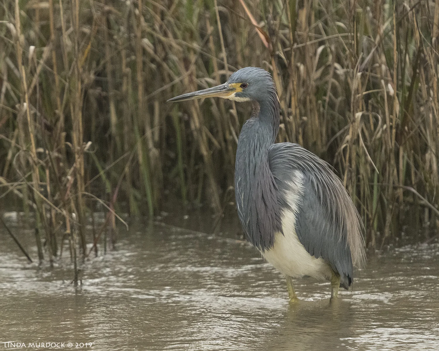 Nikon D850 with NIKKOR 300mm f/4E PF ED VR with 1.4x TC~ 1/2000 sec f/6.3 ISO 2500; hand-held