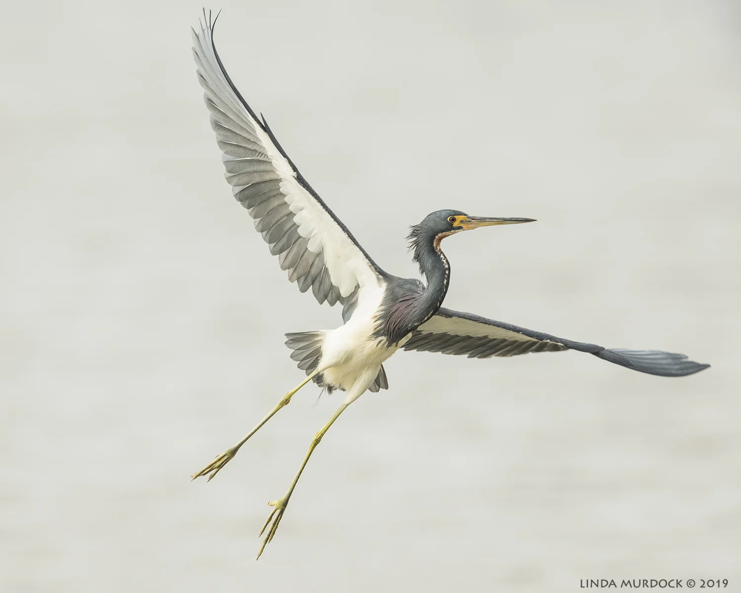 Don’t you wish you could fly? Nikon D850 with NIKKOR 500mm f/4E VR with Nikon 1.4x TC ~ 1/2000 sec f/6.3 ISO 1600; hand-held