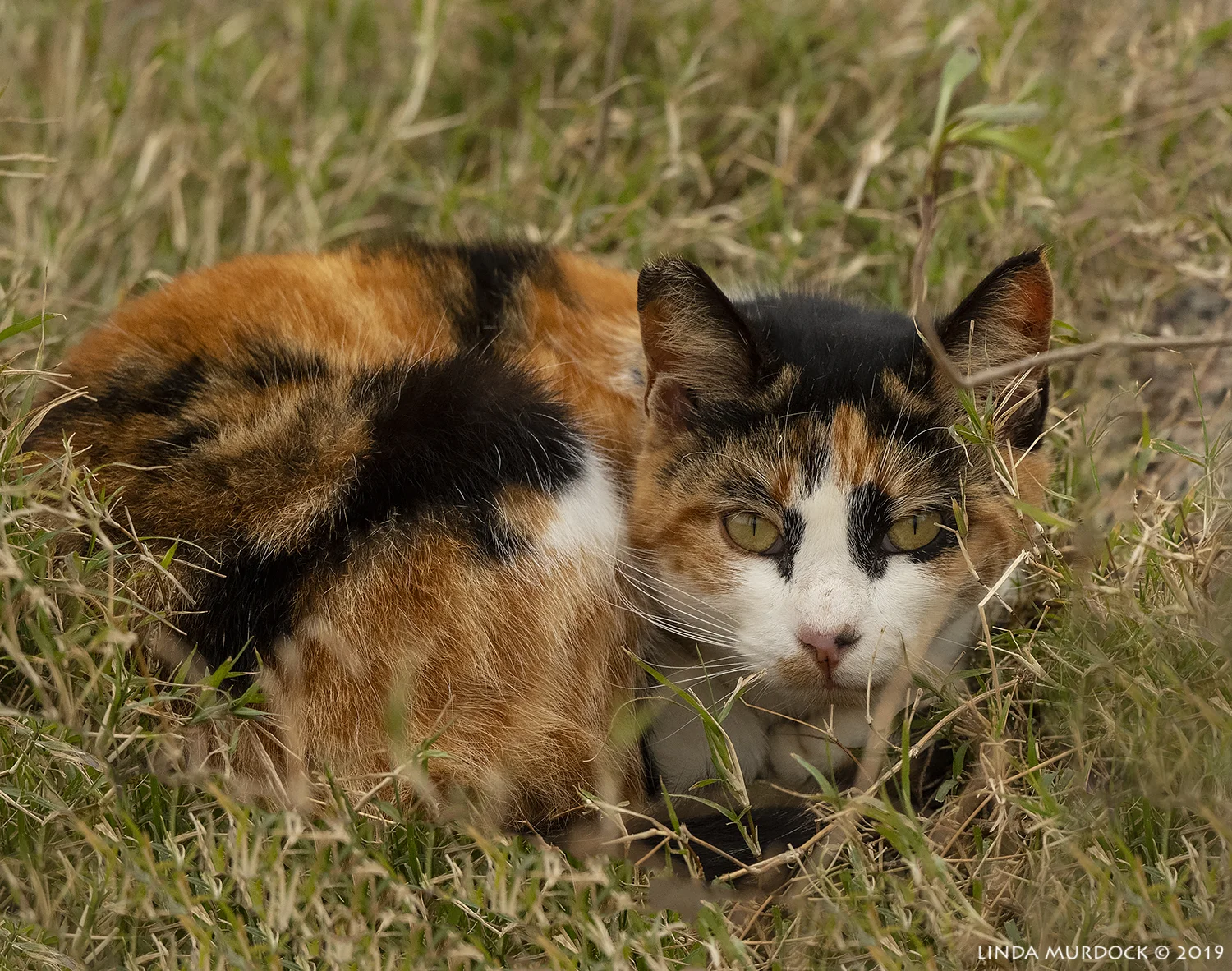 Tortoise Kitteh at the dike - Click to embiggen if you want to pixel peep. Nikon D850 with Nikkor 500 f/5.6 PF VR ~ 1/2000 sec f/6.3 ISO 1000