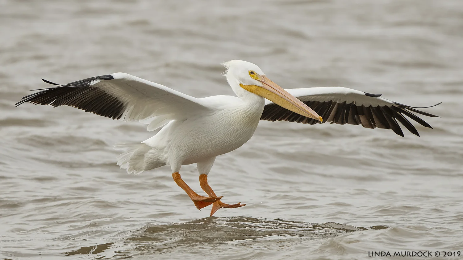 Big boy comes in for a landing… Nikon D850 with Nikkor 500 f/5.6 PF VR ~ 1/2000 sec f/6.3 ISO 1000