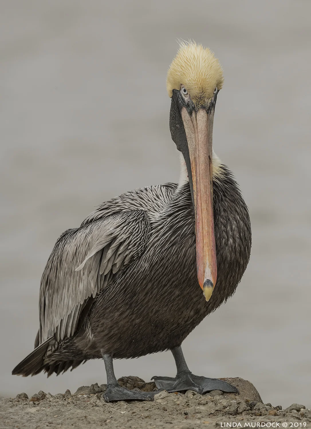 Portrait Nikon D850 with Nikkor 500 f/5.6 PF VR ~ 1/3200 sec f/8.0 ISO 1000