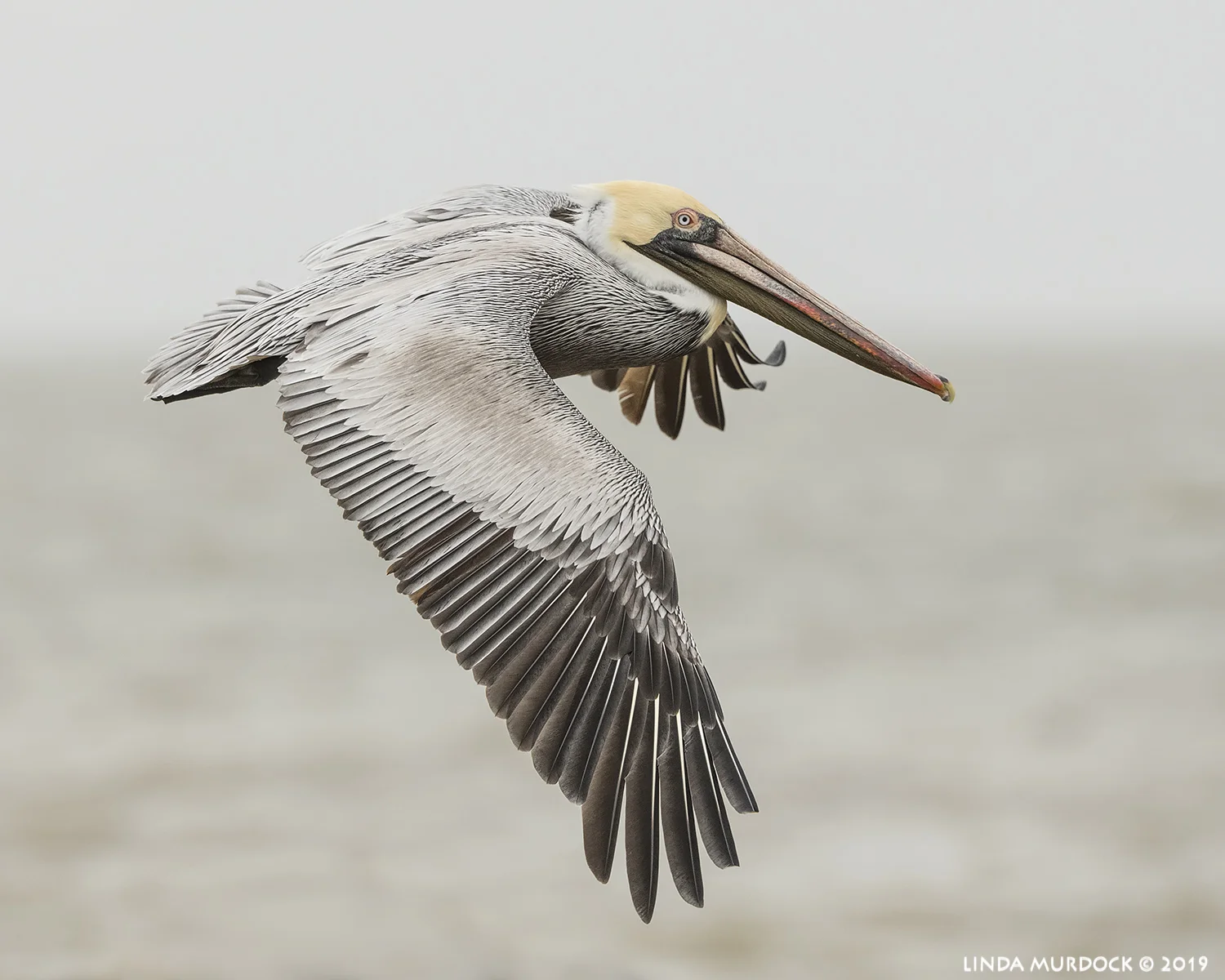 Brown Pelican fly by Nikon D850 with Nikkor 500 f/5.6 PF VR ~ 1/2500 sec f/8.0 ISO 1000