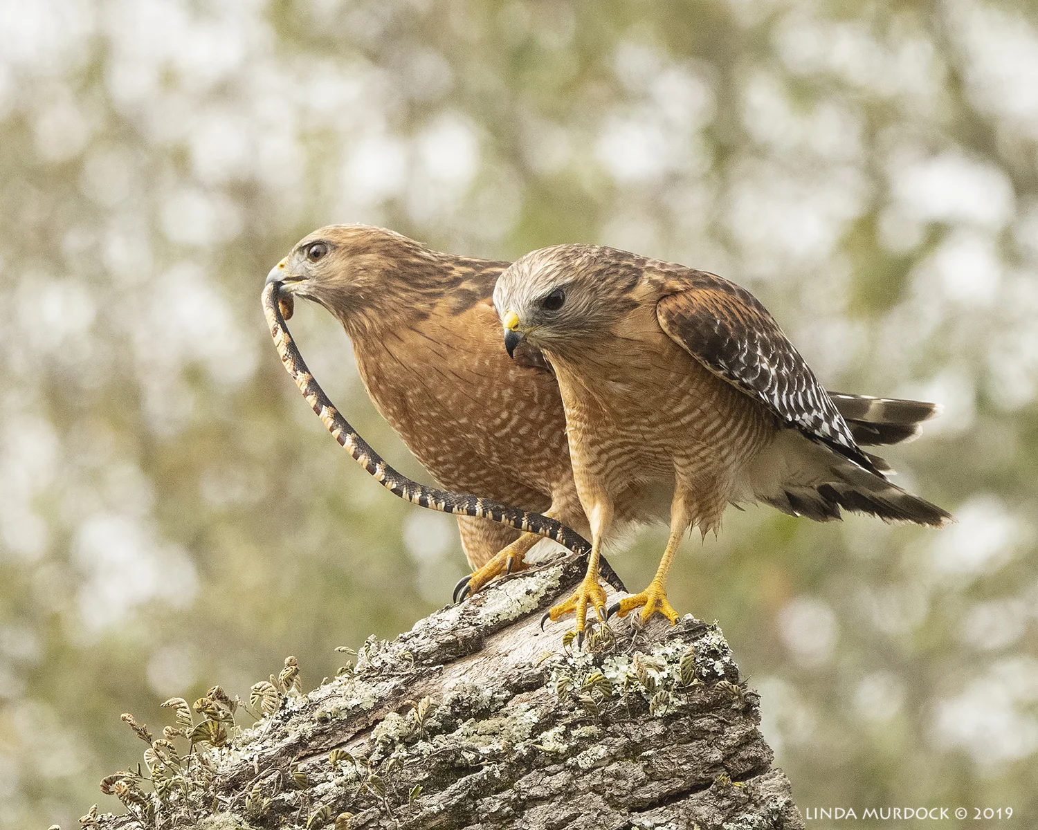 Nikon D850 with Nikkor 500 f/5.6 PF VR ~ 1/2000 sec f/5.6 ISO 1250; hand-held
