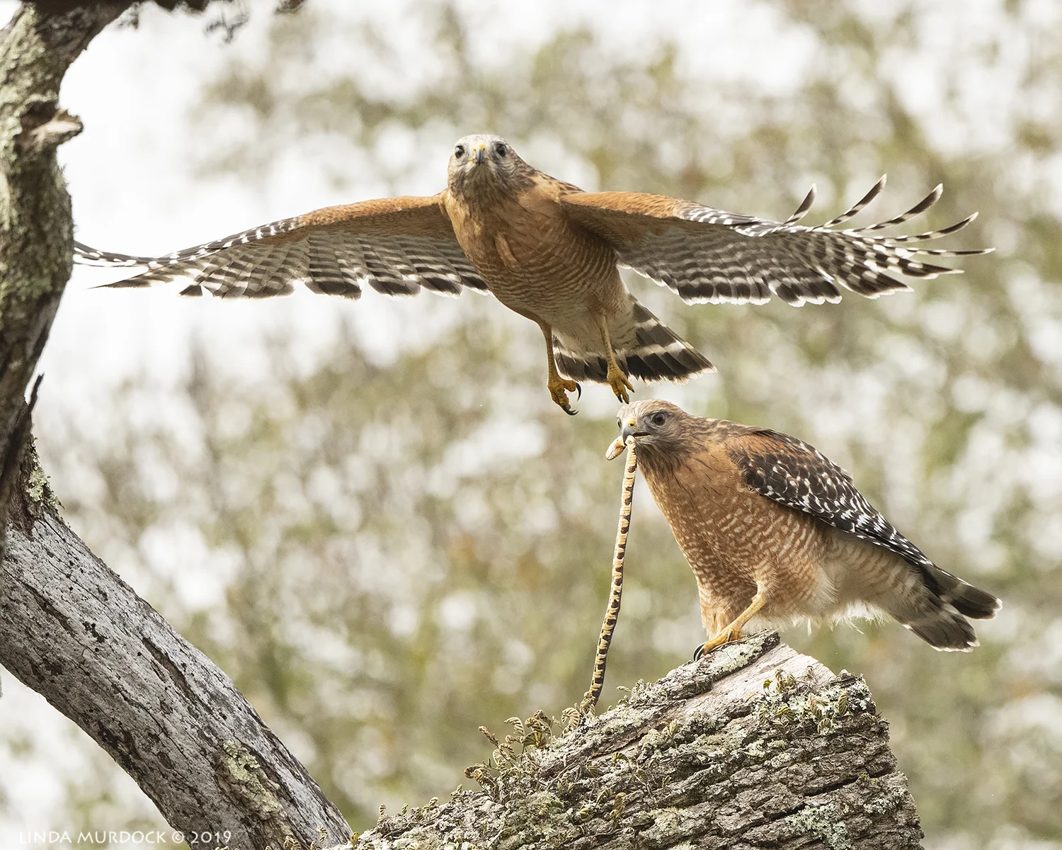 Red-shouldered Hawks with a SNAKE and More at Brazos Bend — Linda ...