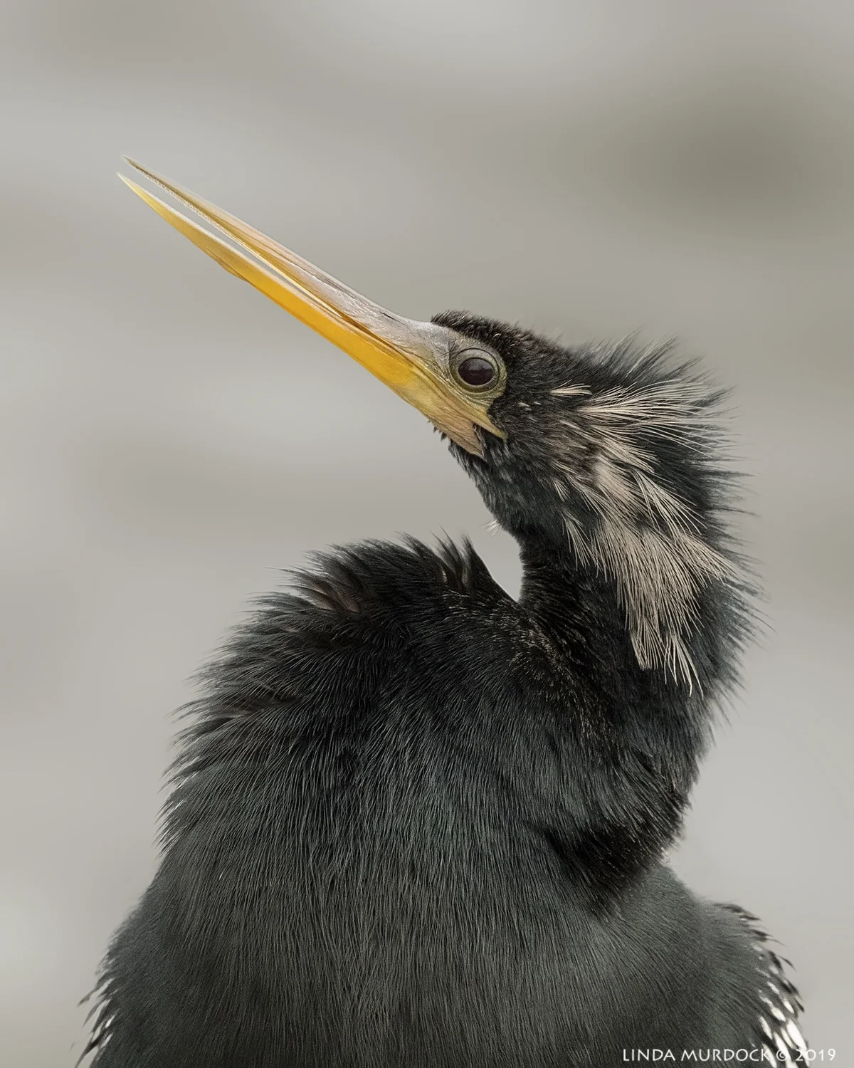 Glamour shot.. Nikon D850 with Nikkor 500 f/5.6 PF VR ~ 1/2000 sec f/5.6 ISO 1250; hand-held