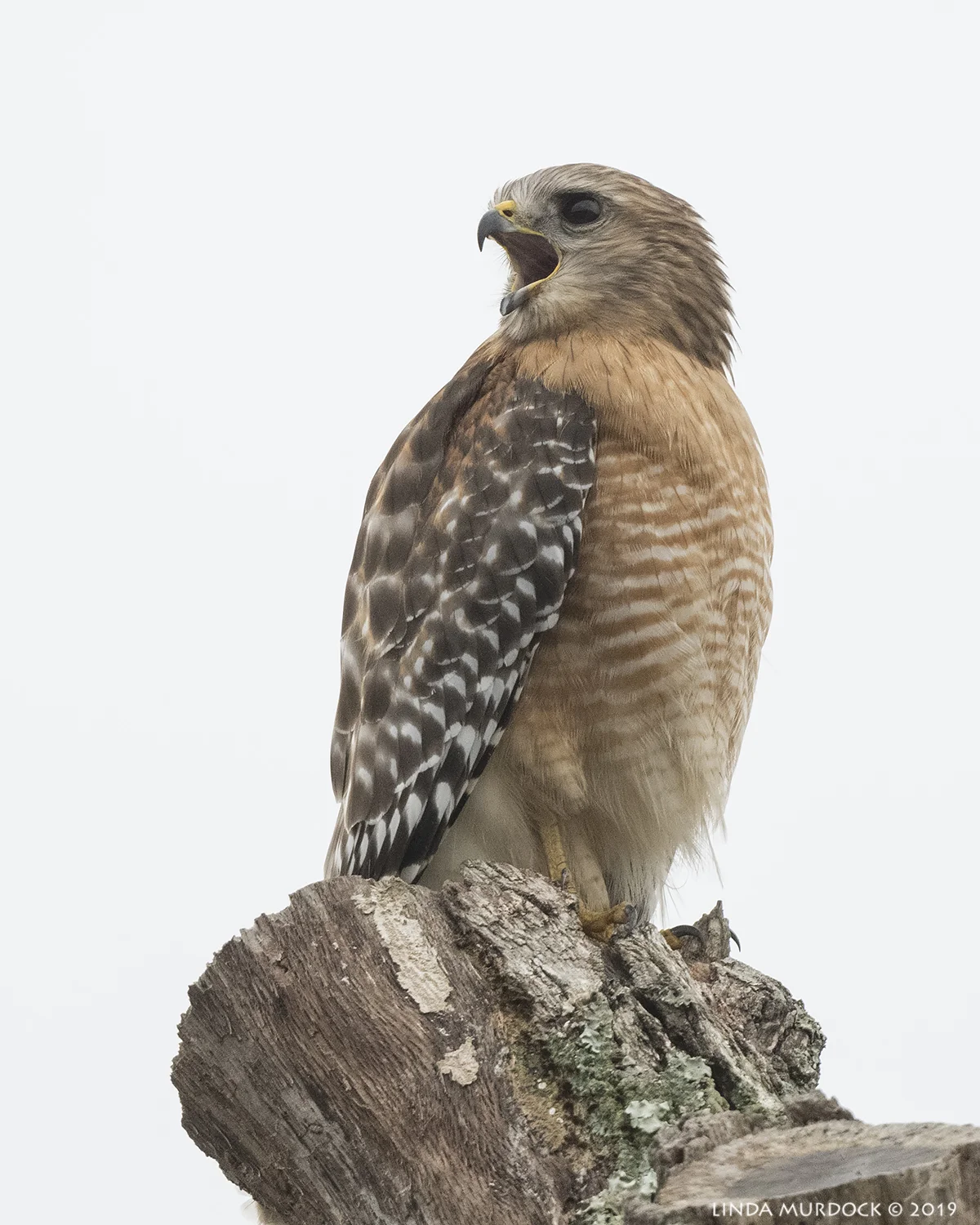 Red-shouldered Hawk calling for his mate? Nikon D850 with Nikkor 500 f/5.6 PF VR with Nikon 1.4x TC ~ 1/1600 sec f/8.0 ISO 1600; hand-held