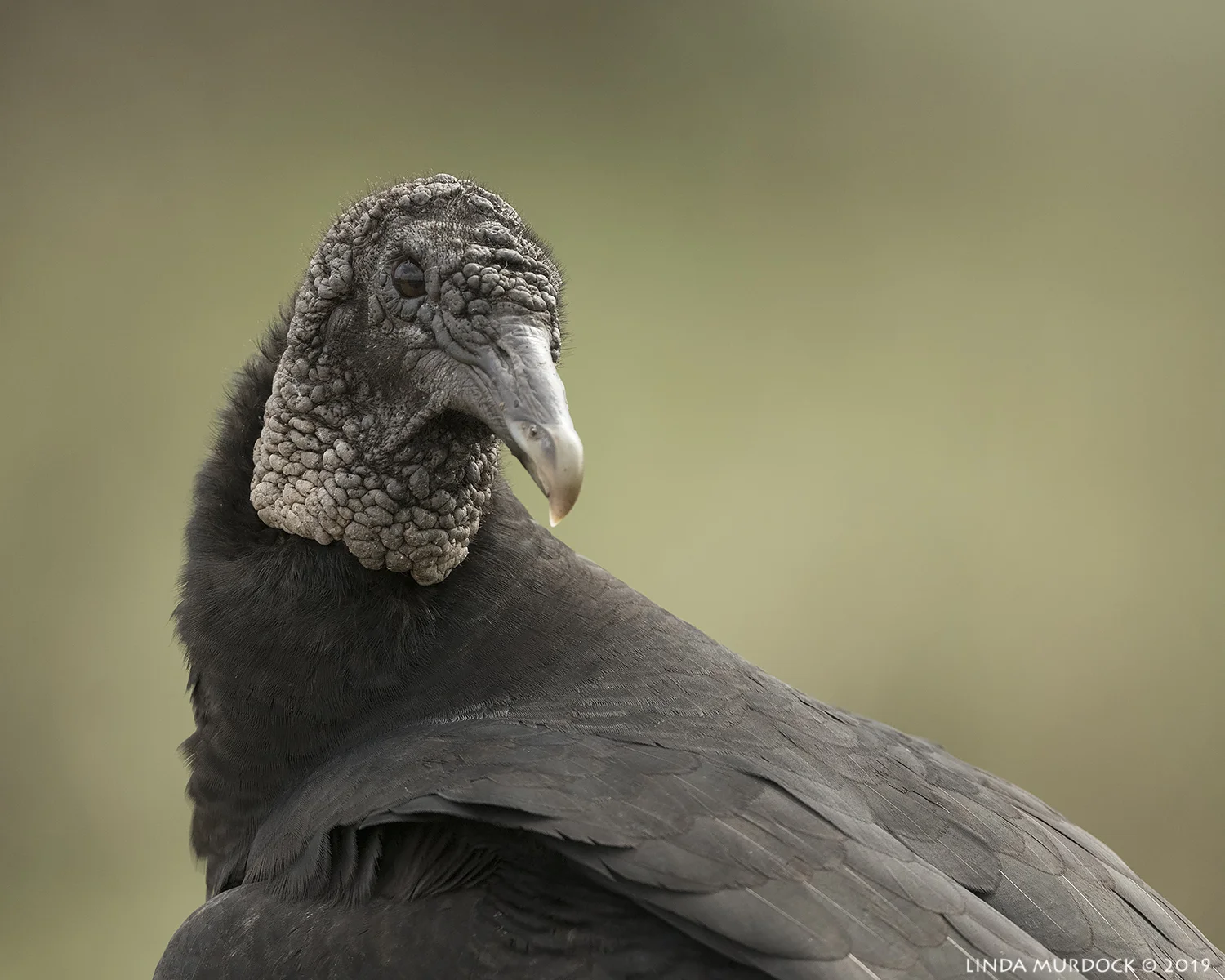 Vulture close up Nikon D850 with Nikkor 500 f/5.6 PF VR with Nikon 1.4x TC ~ 1/1600 sec f/8 ISO 1600; hand-held