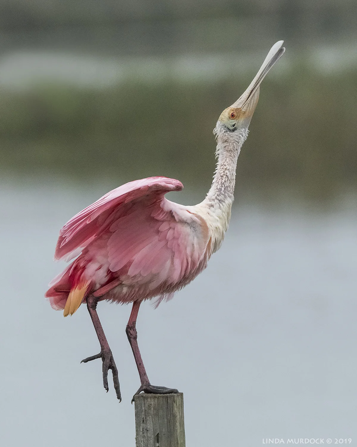 Nikon D850 with Nikkor 500 f/5.6 PF VR ~ 1/1250 sec f/7.1 ISO 2500; hand-held