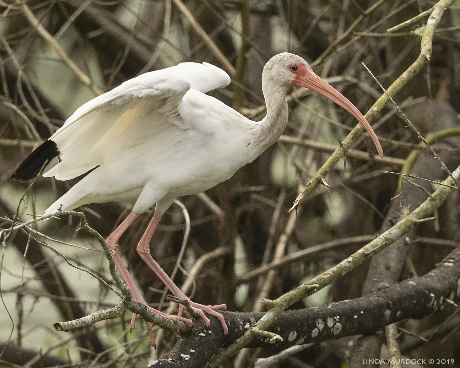 Youngish White Ibis precariously perched… Nikon D850 with Nikkor 500 f/5.6 PF VR ~ 1/2500 sec f/6.3 ISO 800; hand-held
