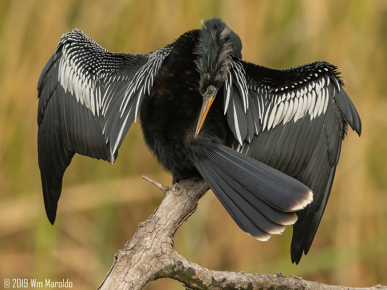 Anhingas, Bitterns and More SNAKES — Linda Murdock Photography