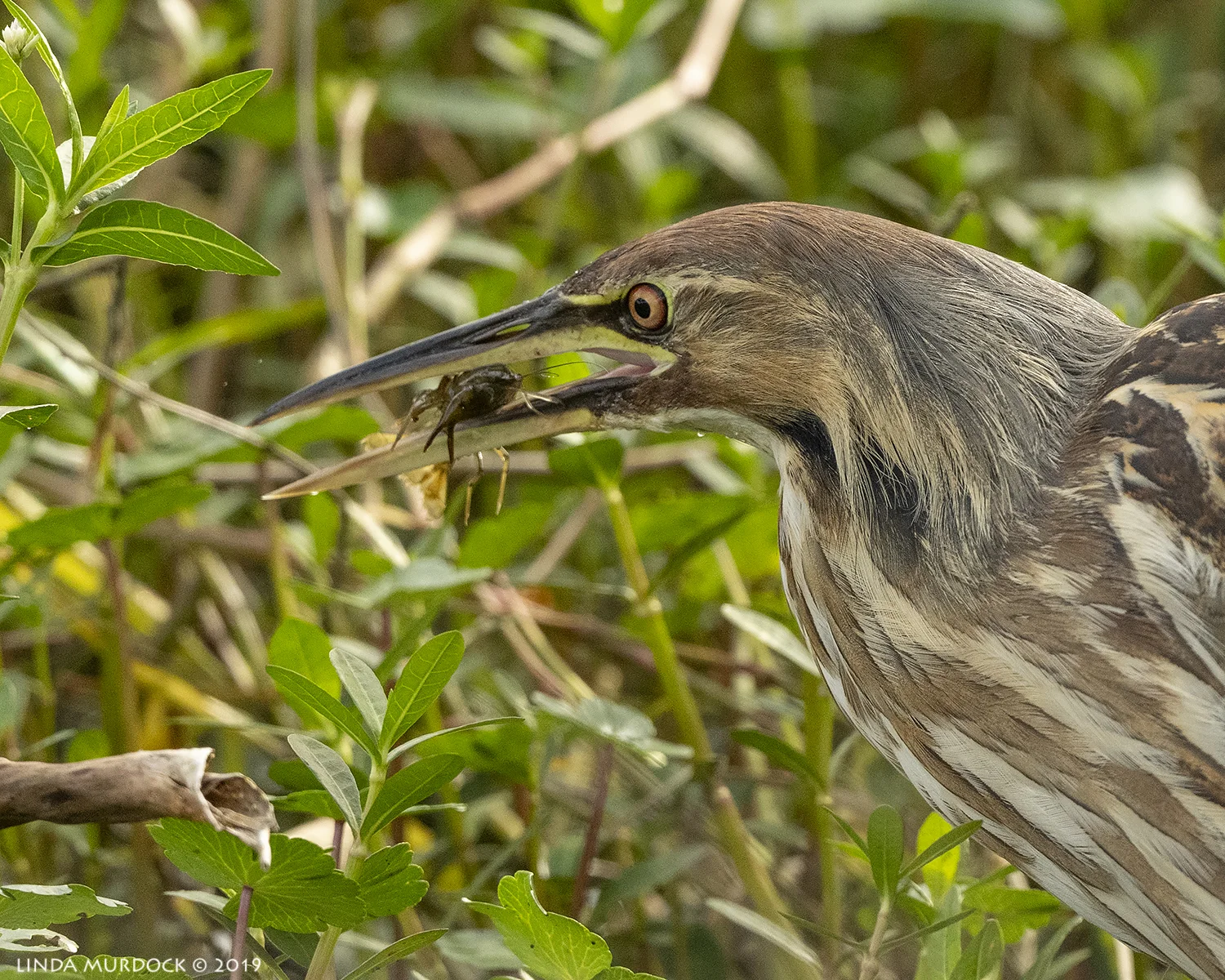 Anhingas, Bitterns and More SNAKES — Linda Murdock Photography